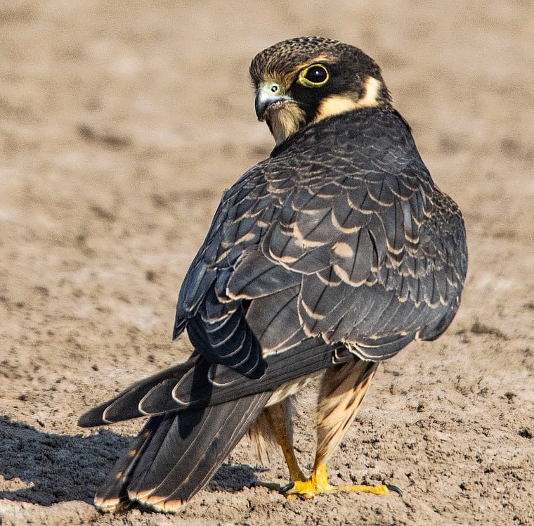 Eurasian Hobby