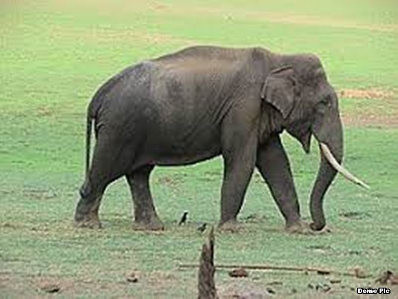 Madhya Pradesh: Elephant attacks tribals to avenge death of behemoth
