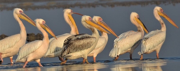 Great White Pelicans