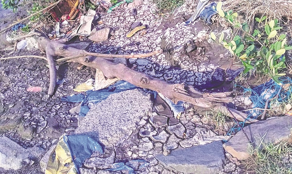 Notice issued against destruction of mangroves in Thane