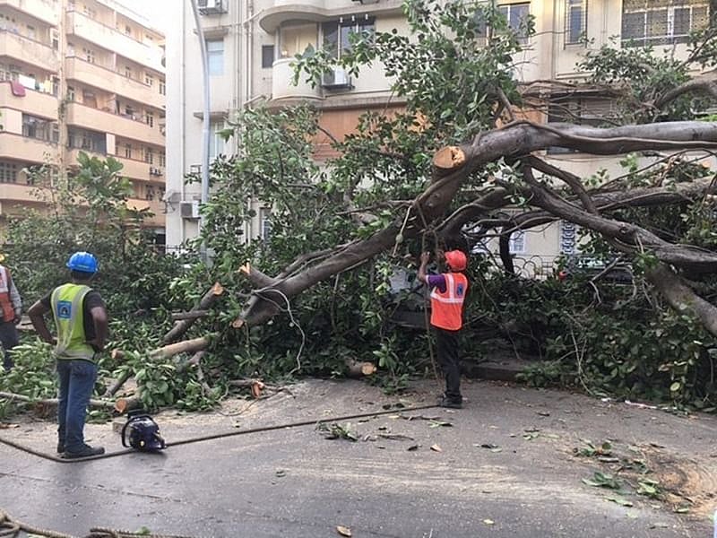 Brihanmumbai Municipal Corporation plans to cut 1700 trees for JVLR widening, invites suggestions