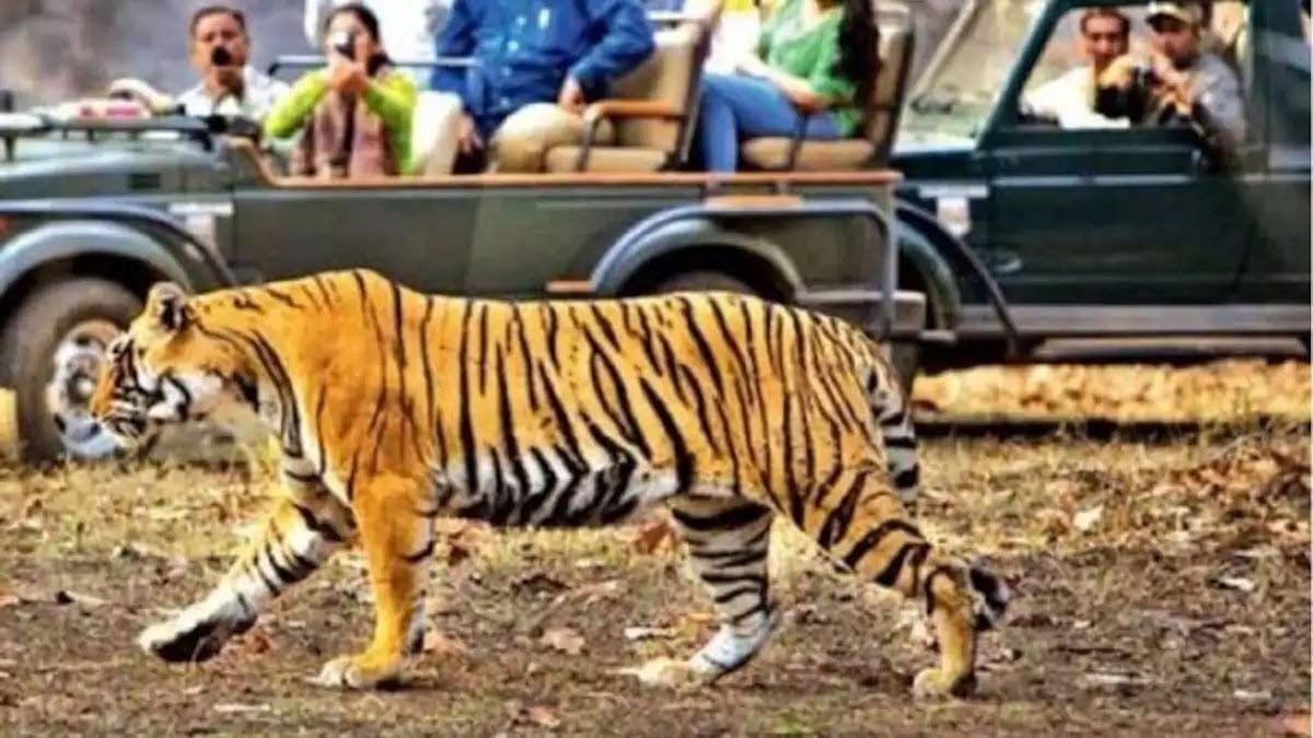 Bhopal: Forest department looks for area expansion of Madhav National Park to relocate tigers 