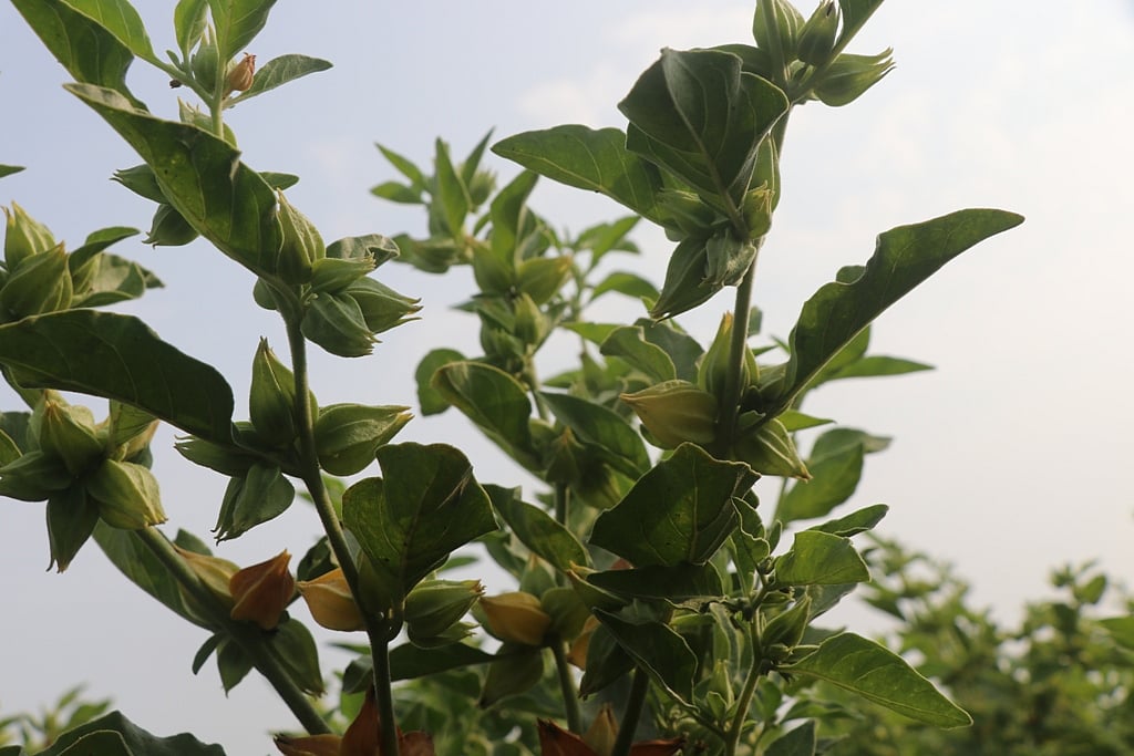 Ashwagandha