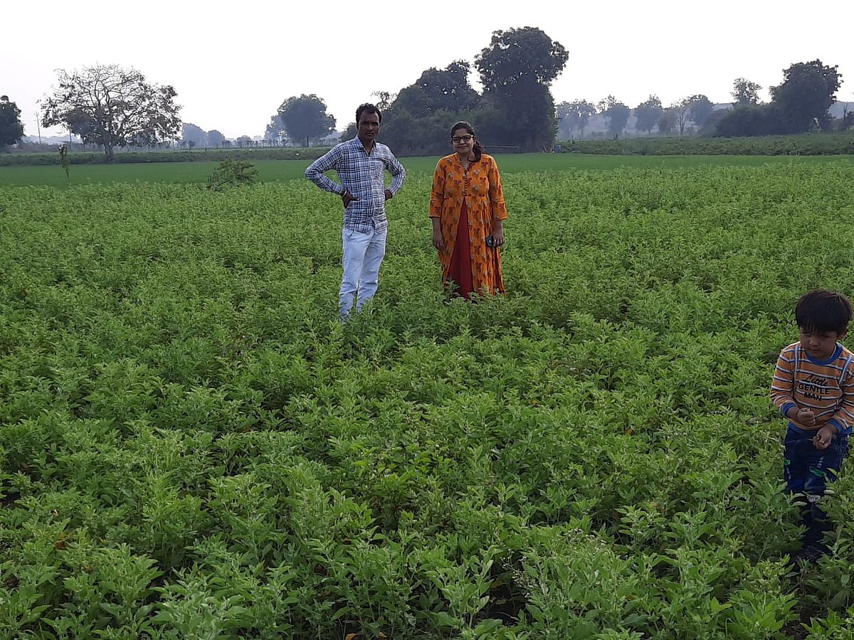 Researcher viewing ashwagandha crop at farm
