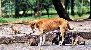 Madhya Pradesh: FIR registered against man in Indore for packing four puppies in plastic bag and releasing them in another location