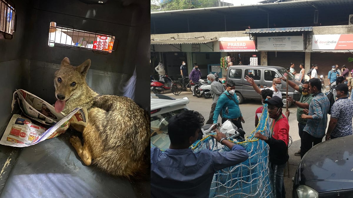 Thane: Stranded jackal rescued by the forest department and local animal activists