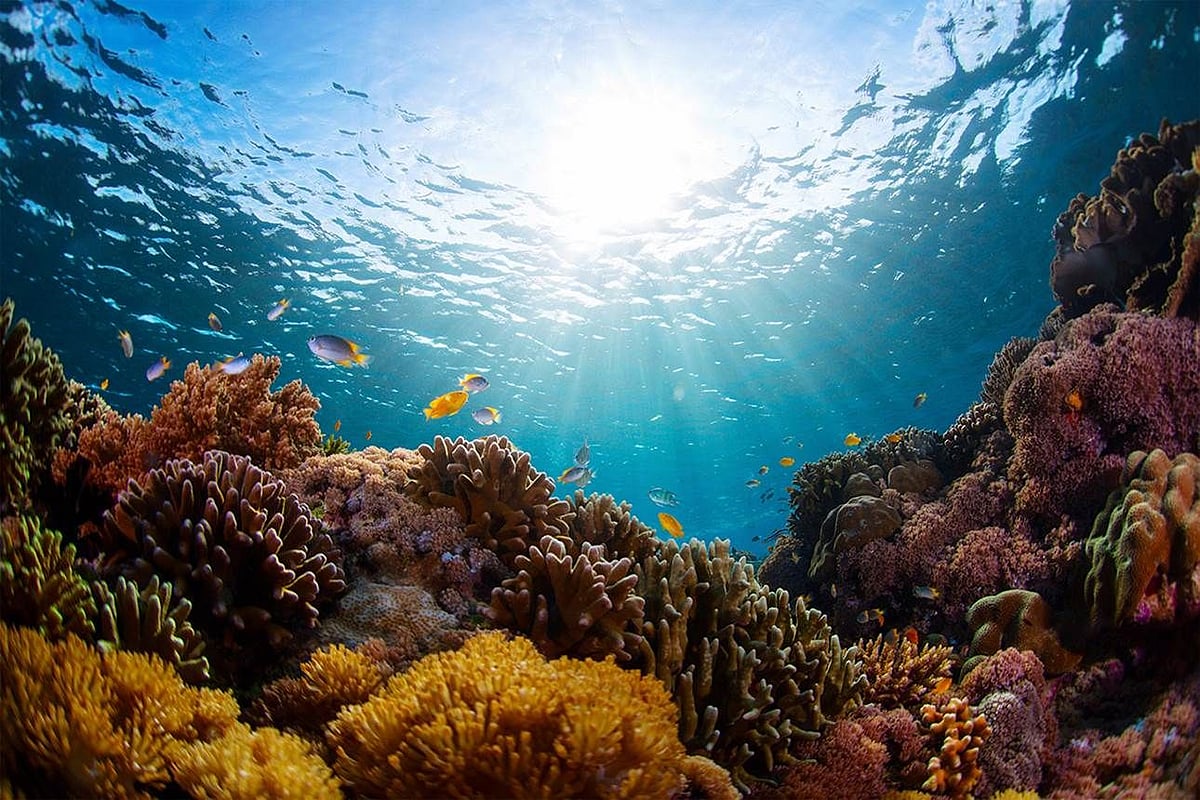 Marine heat waves may become more intense, frequent: Scientists 