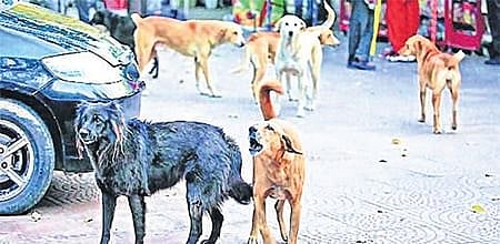 article-image
