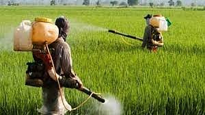 BHOPAL: Excessive use of pesticides behind rise in corona cases, says agriculture scientist from Gwalior university     