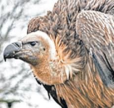 INDORE: Efforts to conserve vultures intensify in Madhya Pradesh, state-wide survey begins 