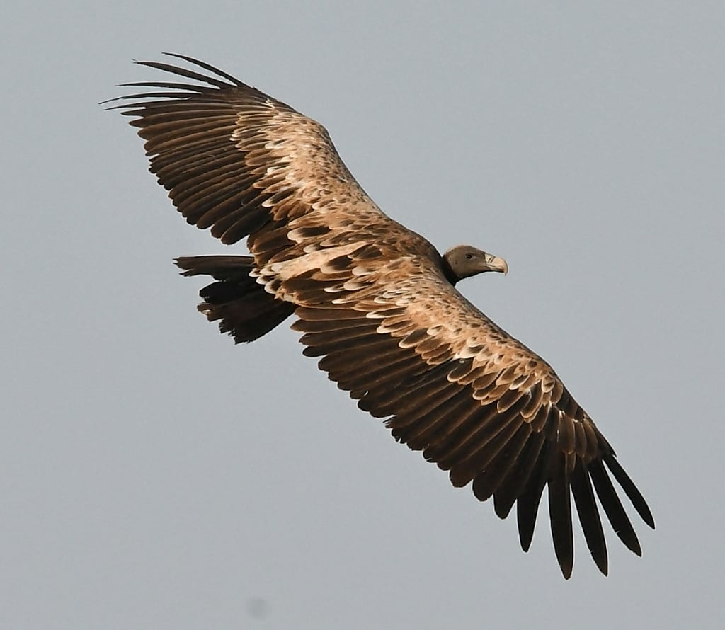 
​Cause for alarm: Three ​vulture ​species already extinct in Indore circle​
