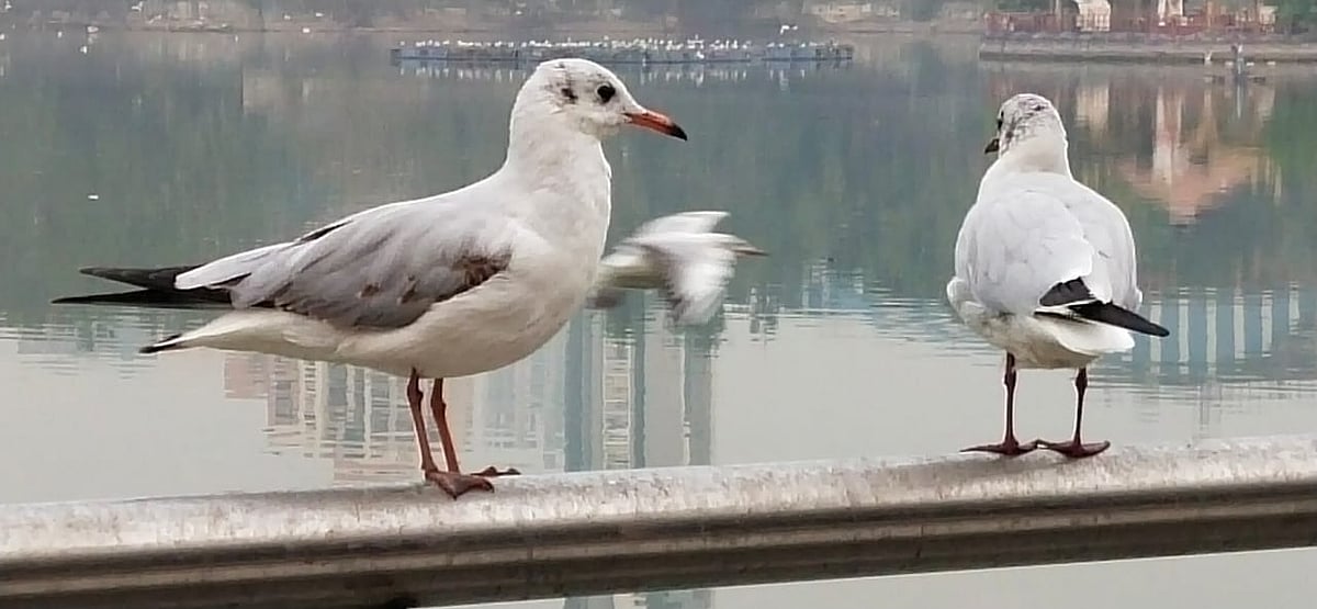 Thane: NGOs to educate citizens to stop feeding junk food to Seagulls