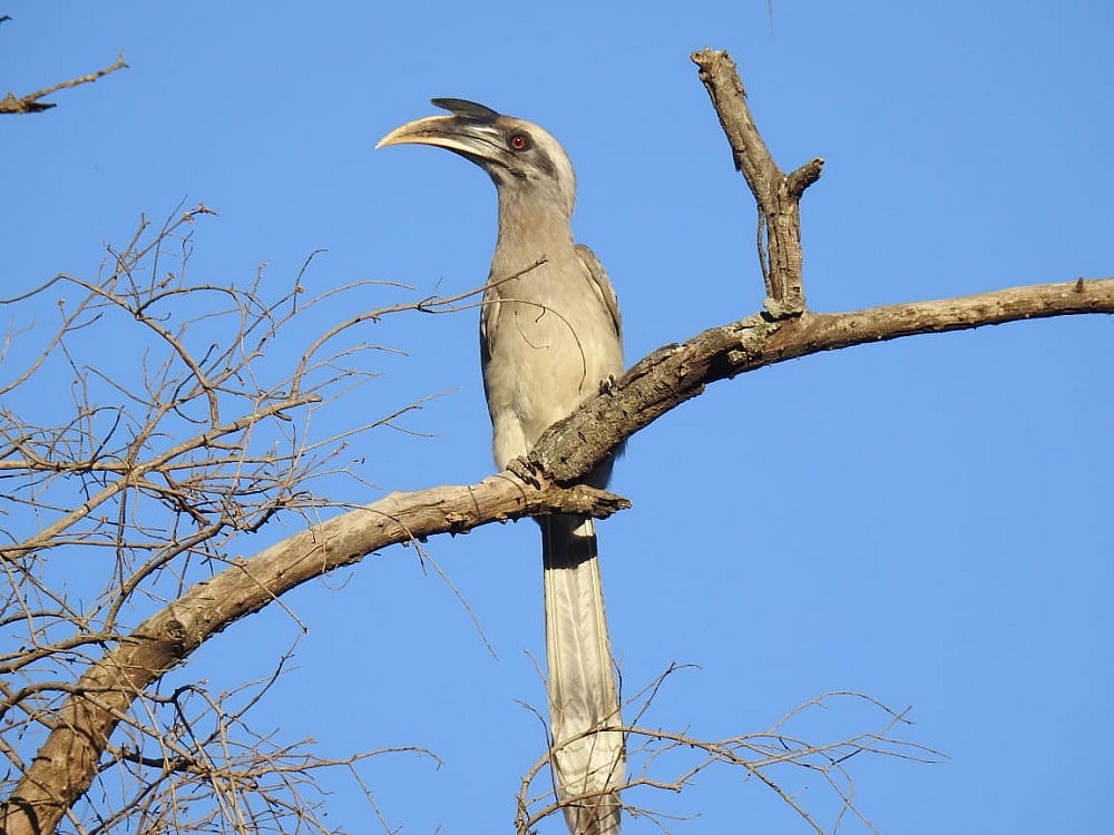 BHOPAL: Campus Bird Count Programme held in state capital, about 35 species were spotted  