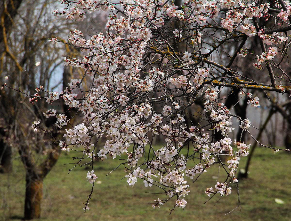 Blossoms bloom in an almond orchard as spring arrives after a long spell of winter on the outskirts of Srinagar.