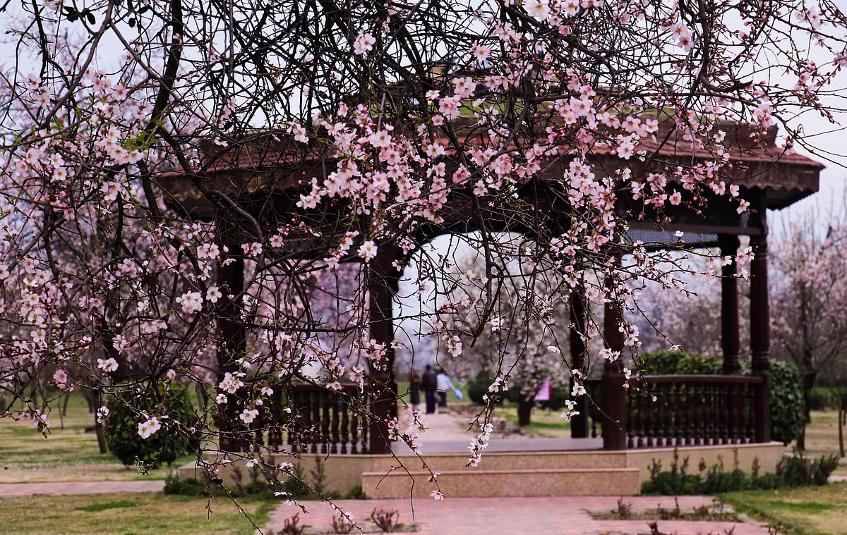A view of almond blossom trees with a sign of the arrival of spring after a long spell of winter, at Badamwari, in old downtown Srinagar.