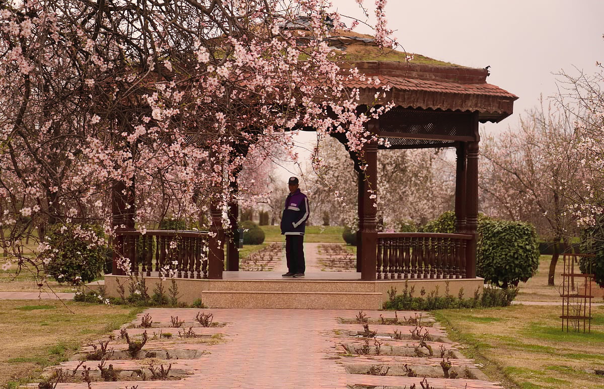 A Kashmiri man stands past blooming almond orchards as spring arrives at Badamwari in Srinagar