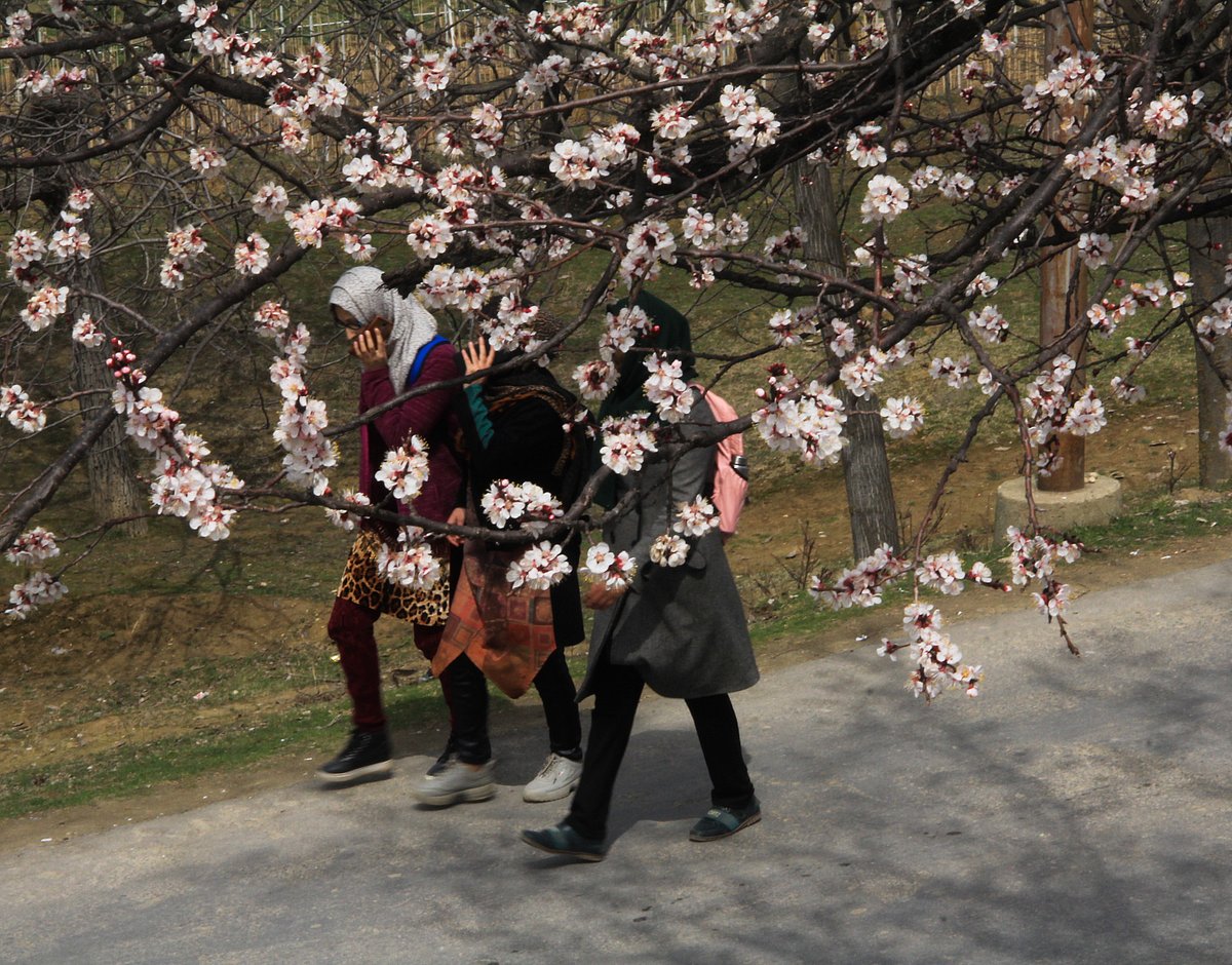 Girls walk past almond blossom trees which are in full bloom, in the Baadamwari, during the spring bloom, in Srinagar, Kashmir.