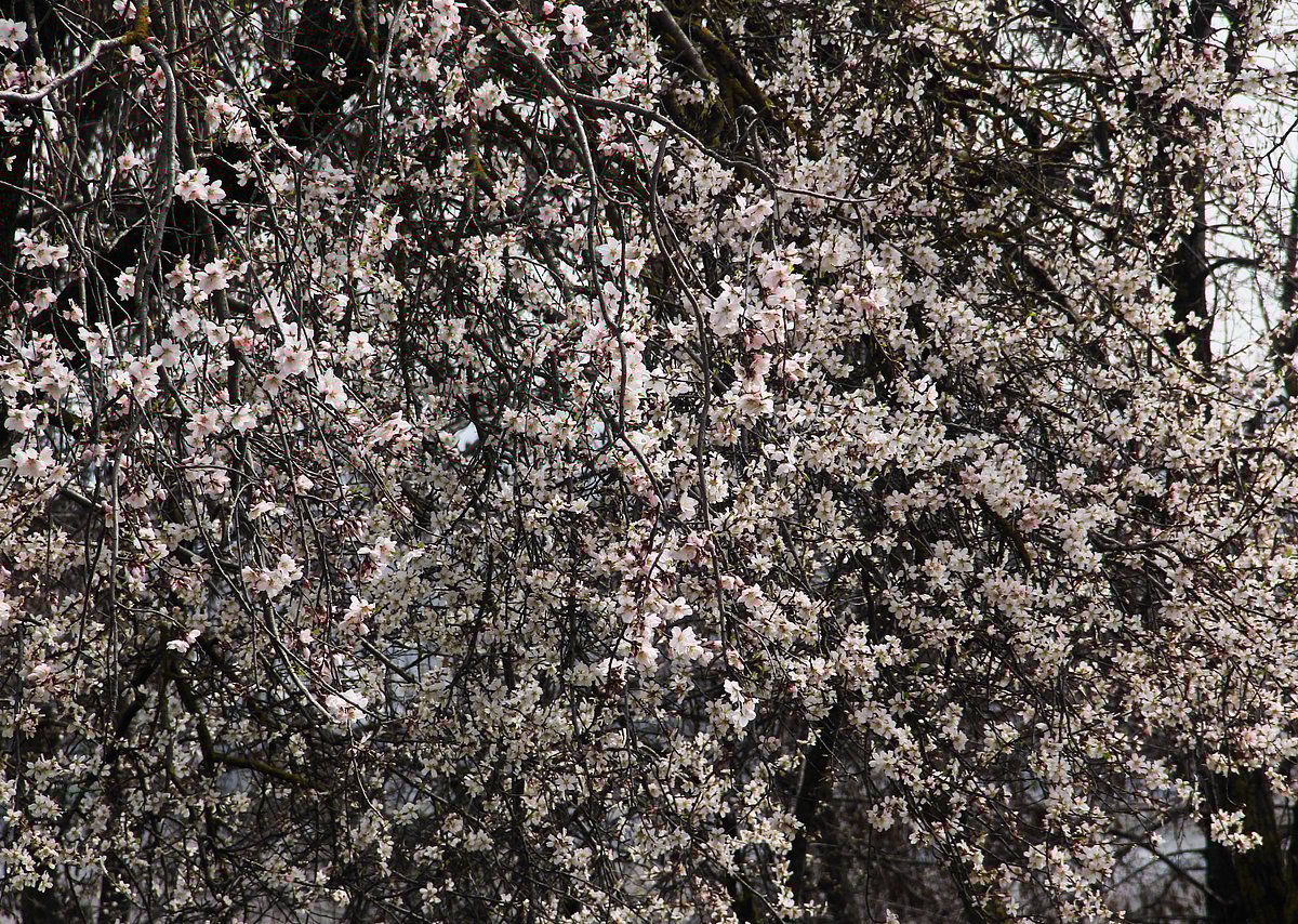 Almond blossoms in Kashmir Spring returns to Kashmir as thousands of almond trees begin to blossom and present a surreal blanket of white and pink in the majestic mountainous landscape. These flowers indicate the arrival of spring, a season that attracts tourists from all parts of the country and abroad.