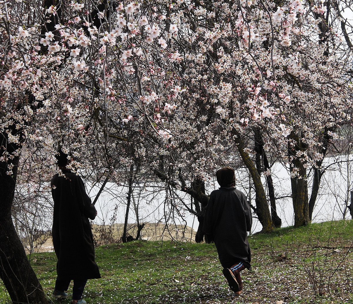Children's walks near blossoming almond trees in an orchard in Almond Garden as spring arrives after a long winter in the valley.