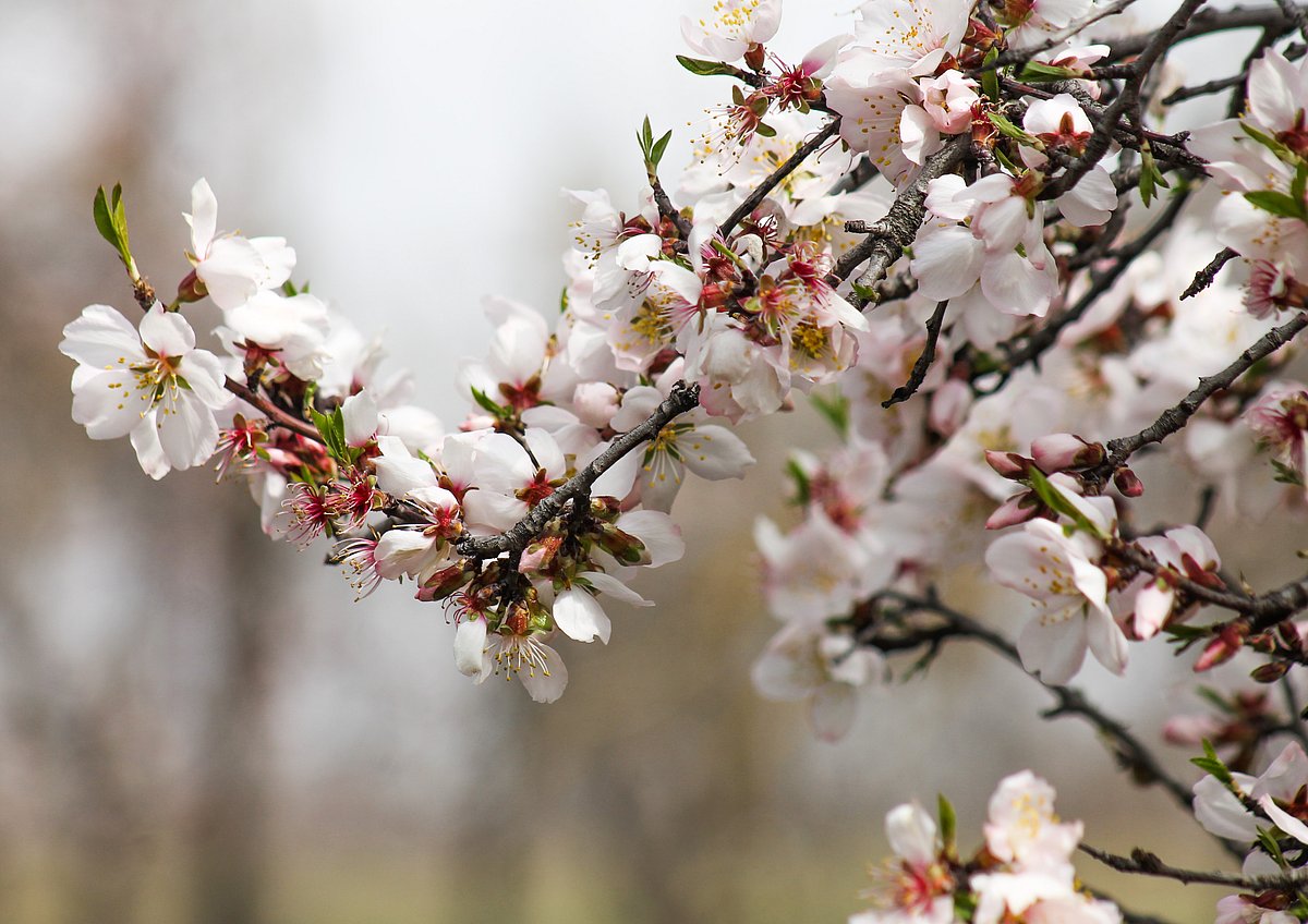 Blossoms bloom in an almond orchard as spring arrives after a long spell of winter on the outskirts of Srinagar.