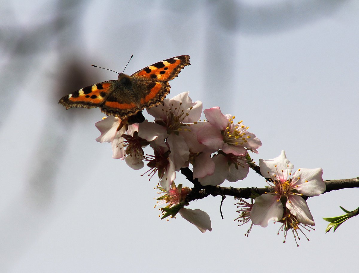 With the onset of spring in Kashmir a butterfly rests on a almond flower in outskirts of Srinagar.