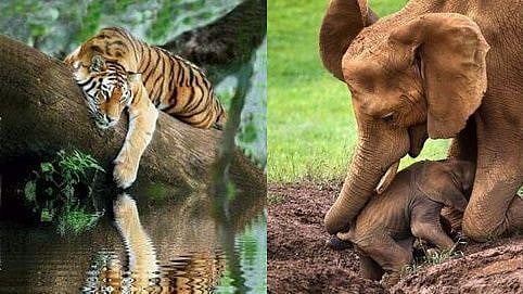World Wildlife Day 2021: History, significance, theme - all you need to know