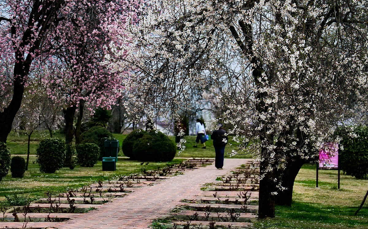 A view of almond blossom trees with a sign of the arrival of spring after a long spell of winter, at Badamwari, in old downtown Srinagar.
