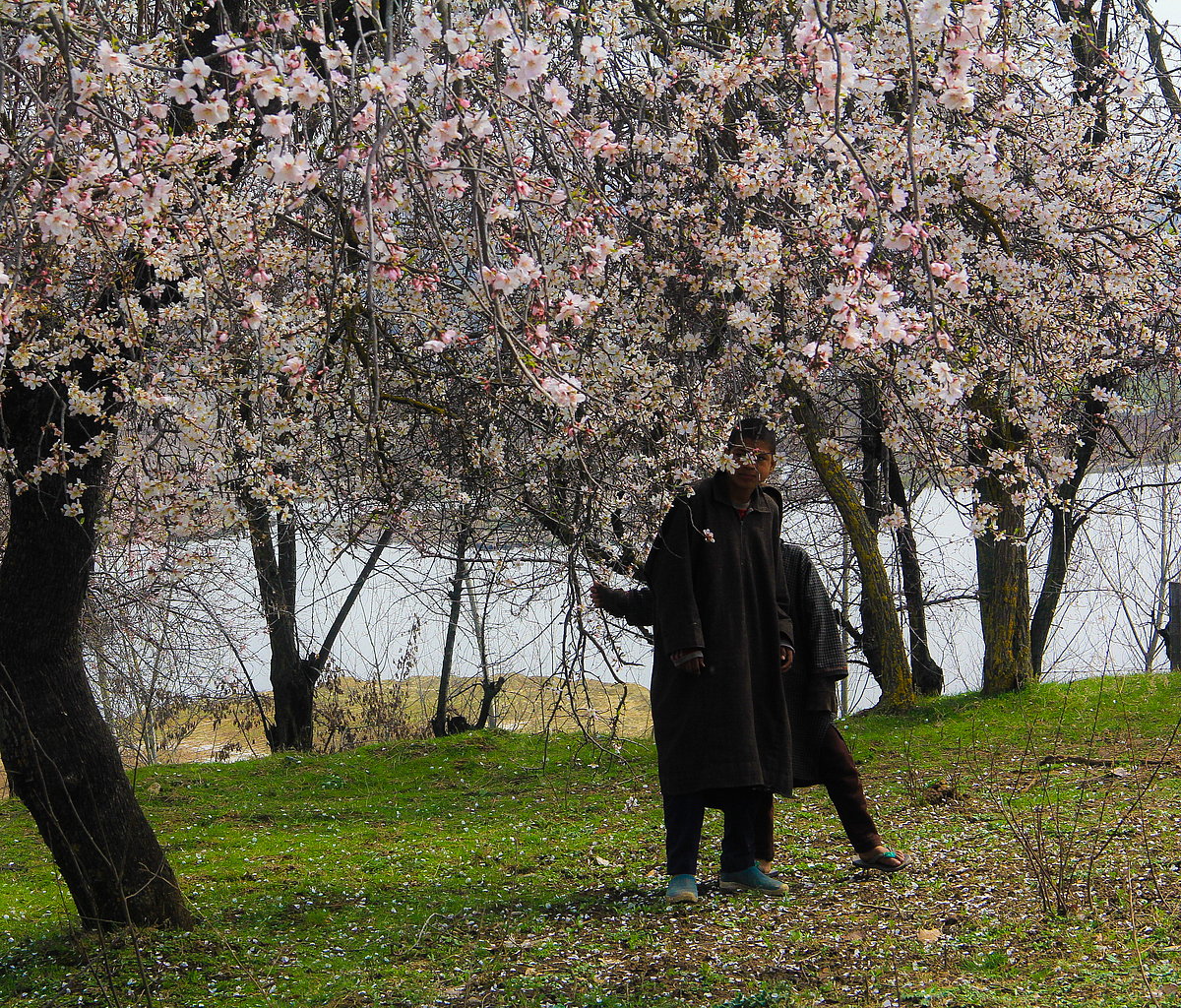 Children enjoying the spring in a almond tree garden in outskirts of Srinagar, Kashmir.