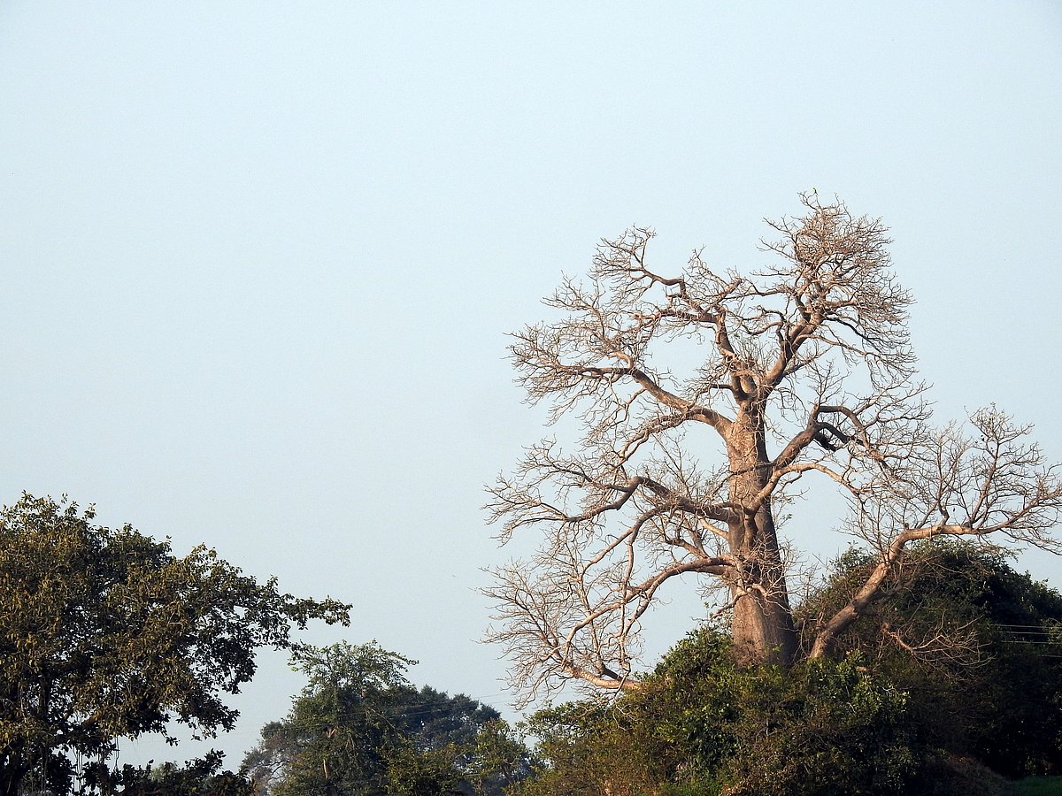 Baobab tree