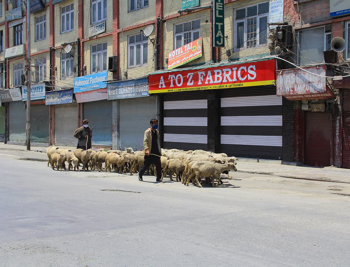 A shepherd moves with the flock of sheep during strict restrictions imposed on the death anniversaries of two separatist leaders, Mirwaiz mohammad Farooq and Abdul Ghani Lone in Srinagar, Kashmir on May 21, 2021.