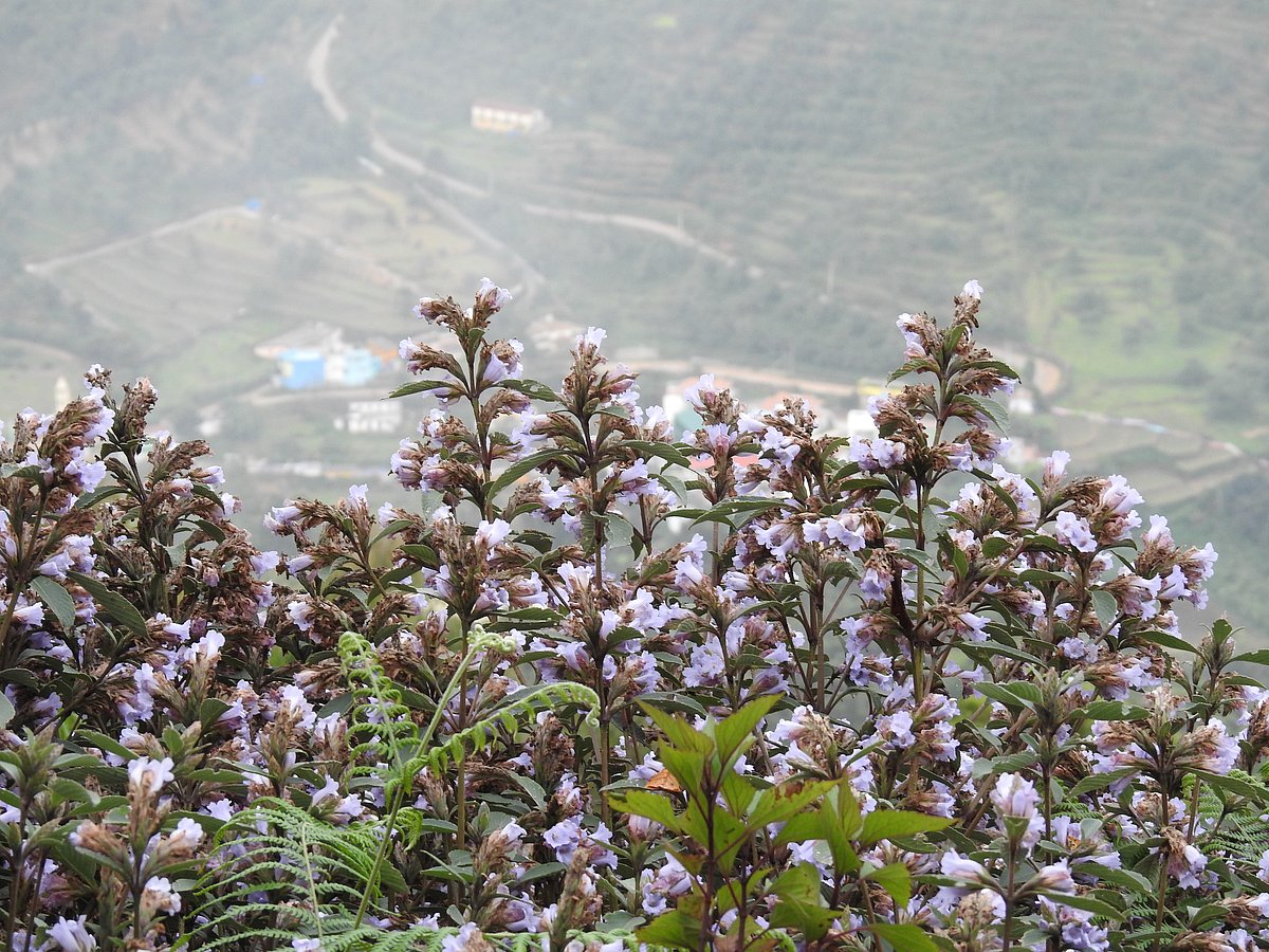 Neelakurunji flowers