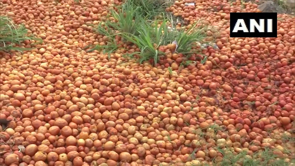 Mumbai: Tomato prices touch Rs 60 per kg again in retail following dip in supply