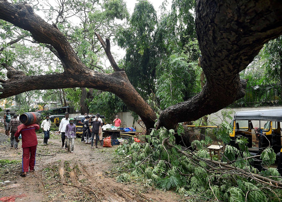 An uprooted after a storm triggered by Cyclone Tauktae, at Khar in Mumbai
