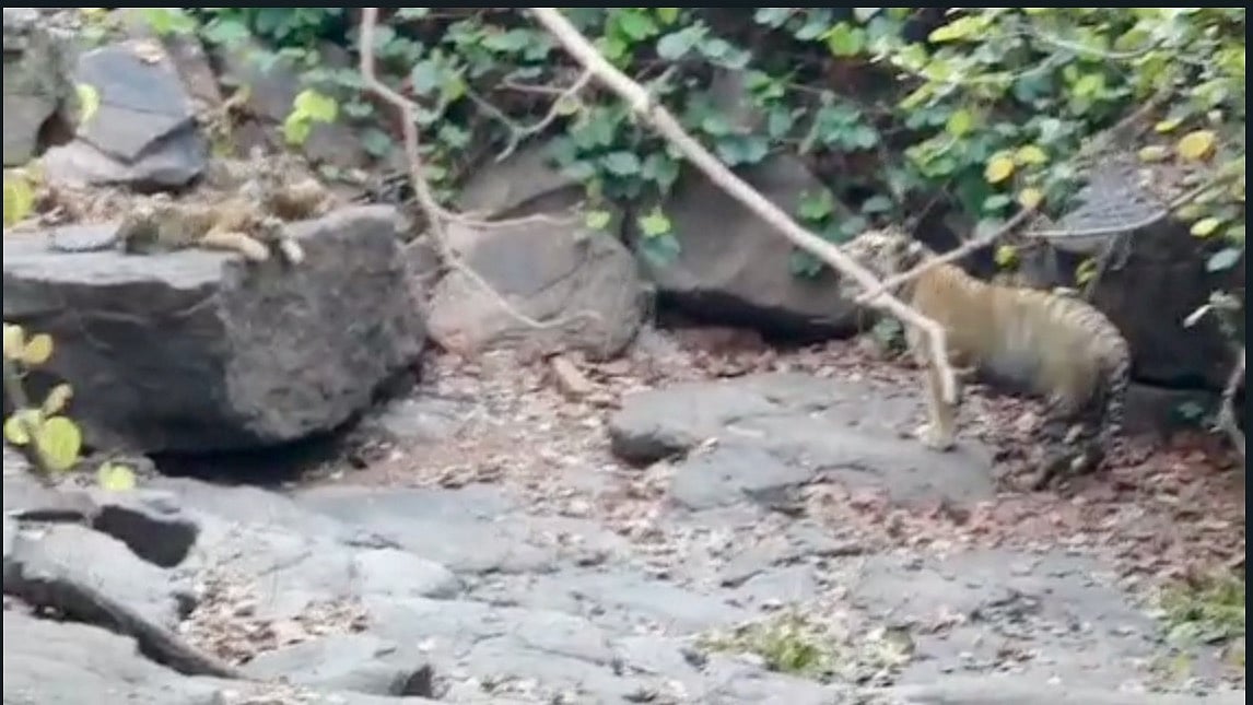 Madhya Pradesh: Male tiger nurtures its four cubs at Panna Tiger Reserve