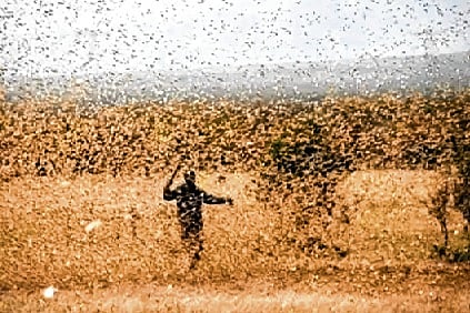 Ryots warned of locust attack in Uttar Pradesh's Aligarh district