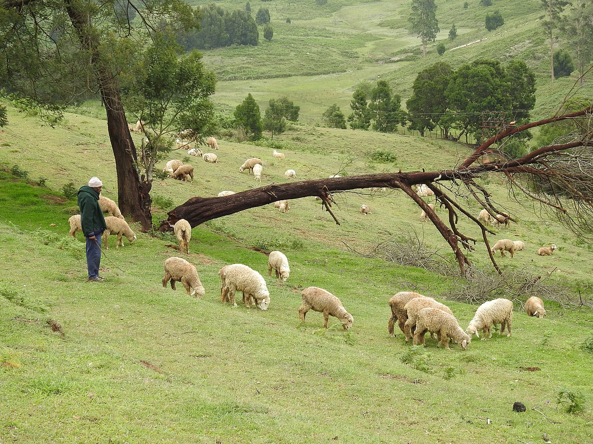 Mannavanur sheep farm