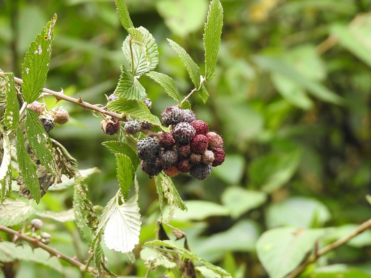 Wild mulberries seen on a walk