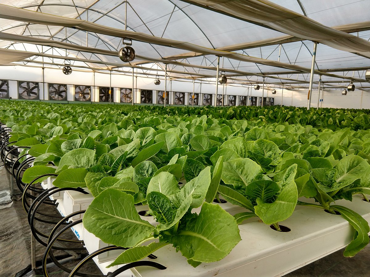 Nutrifresh: A tale of finance professionals turning agripreneurs 