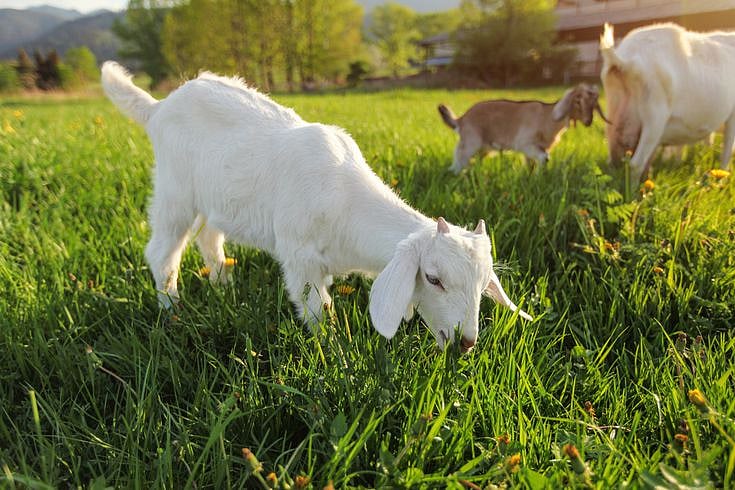 Karnataka Bestiality Case: Auto Driver Arrested For Unnatural Sex & Torturing Goat In Ramanagara