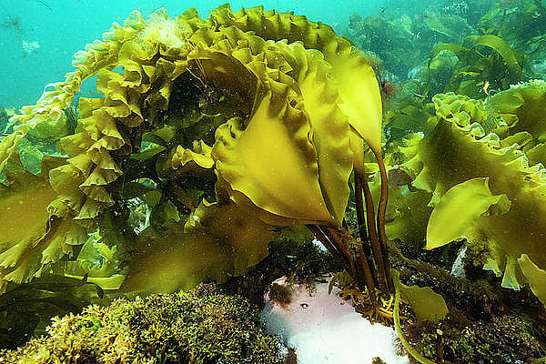 Researchers find health benefits of Connecticut-grown sugar kelp