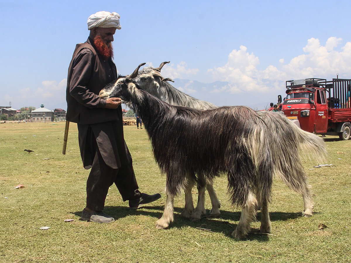 A Kashmiri shepherd holds a sacrificial goats at a livestock market ahead of Muslim festival Eid al-Adha in Srinagar, Saturday, July 18, 2021.
