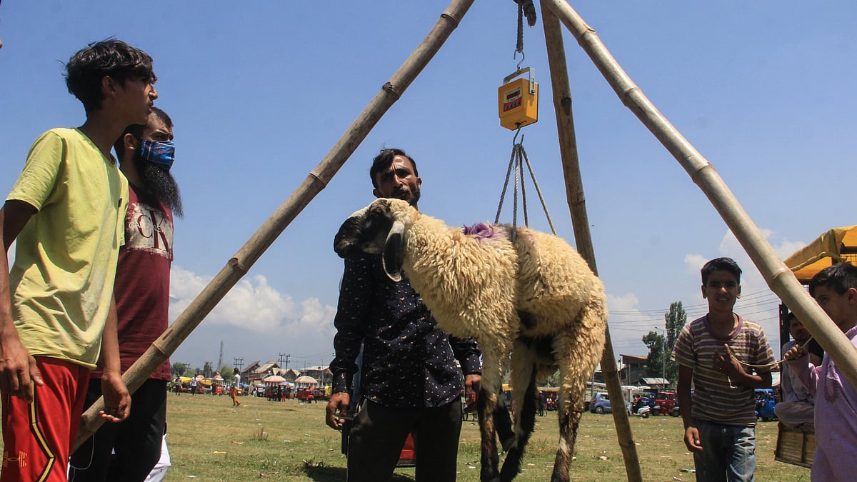 In Photos: Kashmiris prepare for Eid al-Adha celebrations; visit markets to buy livestock