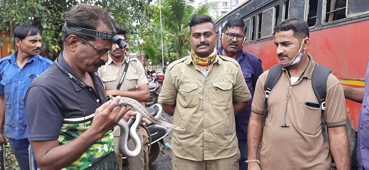 Thane: Snake found in Bhiwandi-Kalyan ST bus, rescued