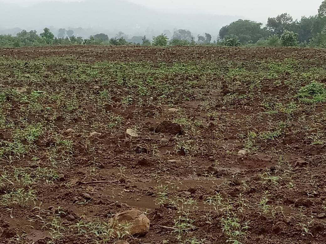 Sagar: Tribal farmers turn over 500 acres of barren land into fertile stretch with limited resources