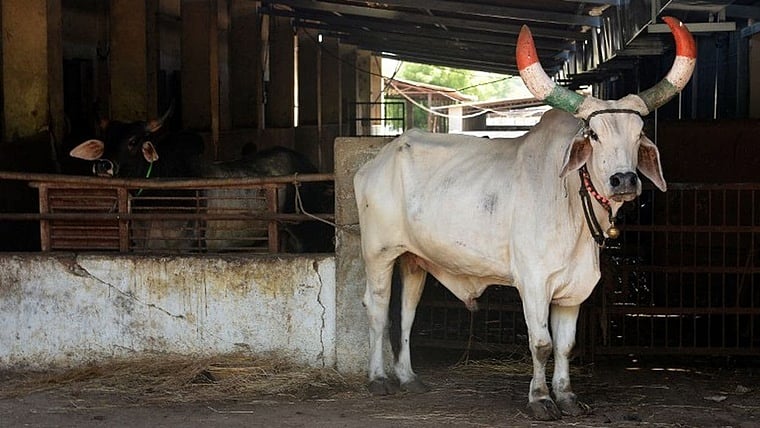 Uttar Pradesh village mourns 'Babuji' the bull, 3,000 people gather to attend post-death rituals