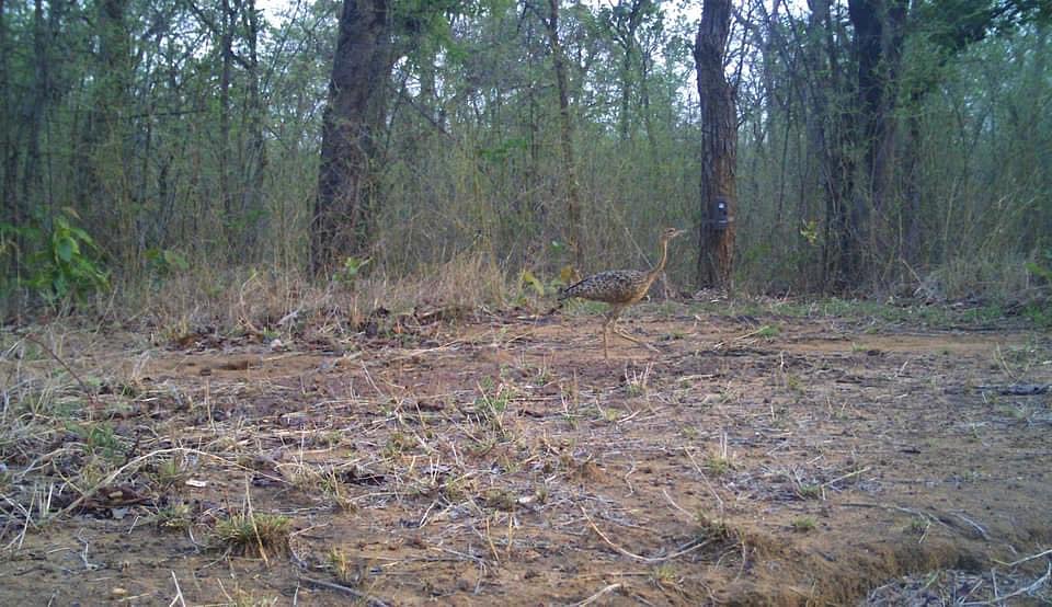 Lesser Florican sightings were earlier recorded in Nanded, Nashik, Solapur, Akola and Chandrapur districts of Maharashtra,