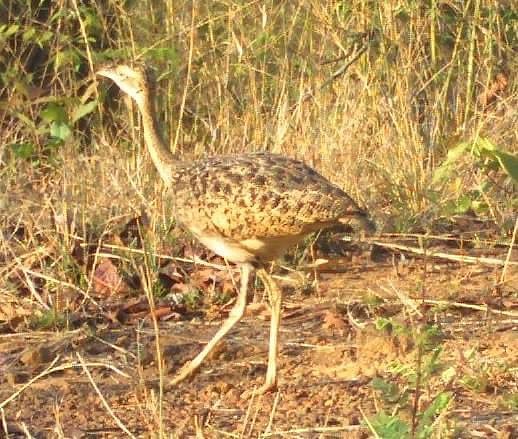 The Lesser Florican, also known as Kharmore, is the smallest in the bustard family