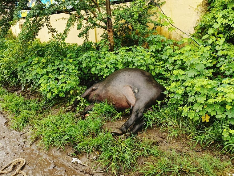 Kalyan: Pregnant buffalo dies after getting electrocuted