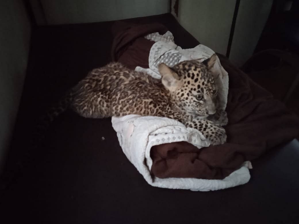 Cosy cub reunited with mother