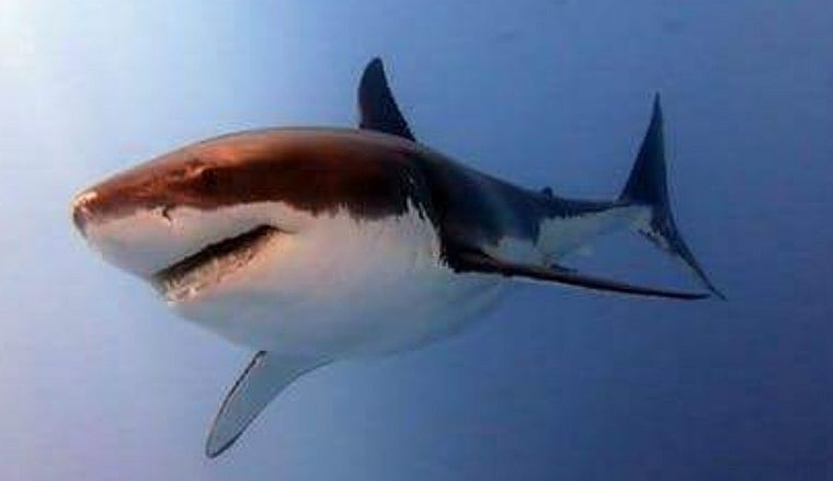 Are Australian sharks on the verge of extinction?